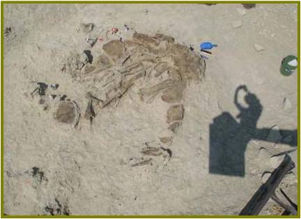 aerial shot of Stegosaurus Sarah discover